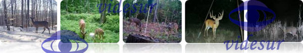 LTL-5210A Trail Cameras Game Cameras, The Little Acorn 12MP 940NM (nanometer) Trail Camera LTL-5210A Ltl-5210A 12MP Scouting Camera with Zoom function, Camera Traps, and Scouting Cameras Motion Activated Wildlife Cameras | 12MP Hunting/ Scouting Camera and China Game Camera,Trail Camera | Chinese trail camera manufacturer,hunting camera supplier | Videsur is a professional hunting camera manufacturer & trail camera supplier which manufacturing the best trail cameras -Ltl Acorn | wildlife camera, trail camera,deer camera, MMS hunting camera,GSM hunting camera and camera trail | digital hunting camera | Digital Trail Cameras | Stealth Cam Digital Scouting Cameras | Wildview Digital Scouting Cameras | Infrared Digital Scouting Camera | Wholesale - 5MP/12MP Digital Hunting Camera/Game Scouting Camera/Hunting Trail Cameras/Game Camera/Deer Trail Camera wholesale in china | 12mp digital scouting camera | Complete Wildlife Camera Range | Scouting & Trail Cameras | 940nm Trail Camera Manufacturers & 940nm Trail Camera Supplier | invisible 940nm light 12mp digital trail Camera invisiable 940NM LED hunting camera | NEW Little Acorn 12MP Trail Camera LTL-5210A 940NM LED | Invisible 940nm Light 12mp Digital Trail Camera,Hunting Video Camera | Scouting Camera, Garden camera | 